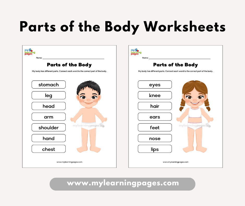 Parts of the body worksheets frame 6
