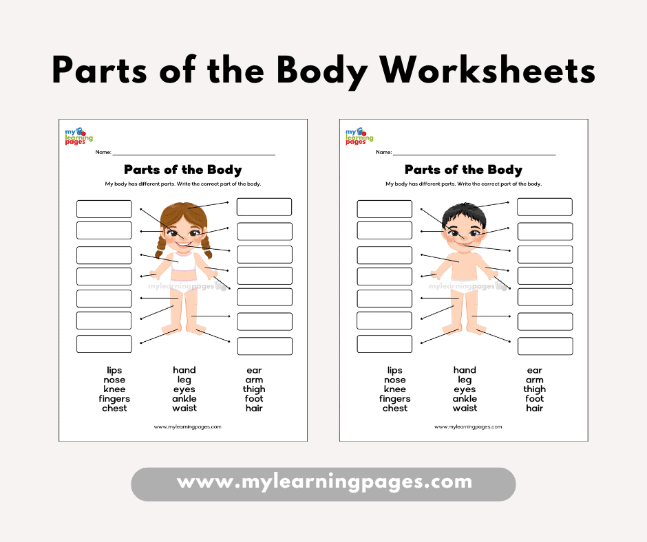 Parts of the body worksheets frame 5