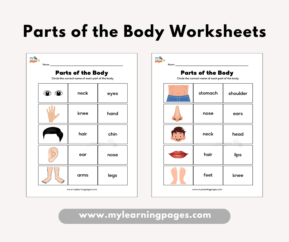 Parts of the body worksheets frame 4