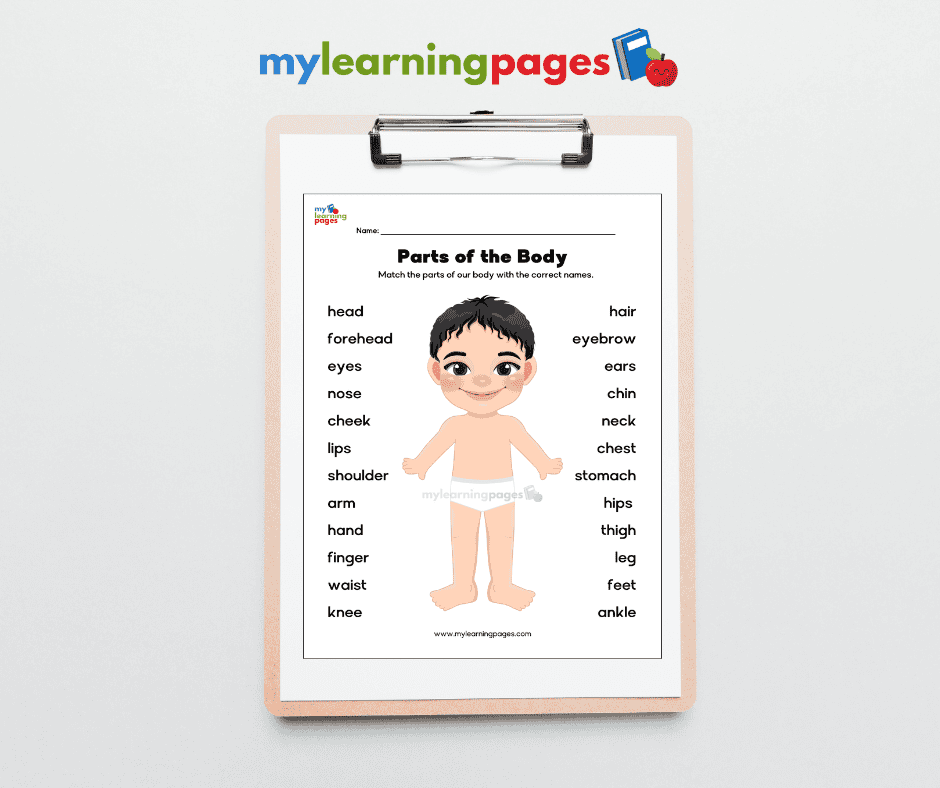 Parts of the body worksheets image 10