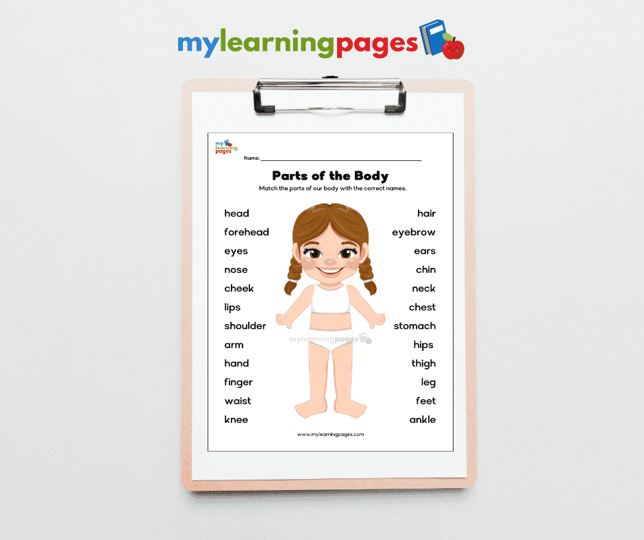 Parts of the body worksheets image 8