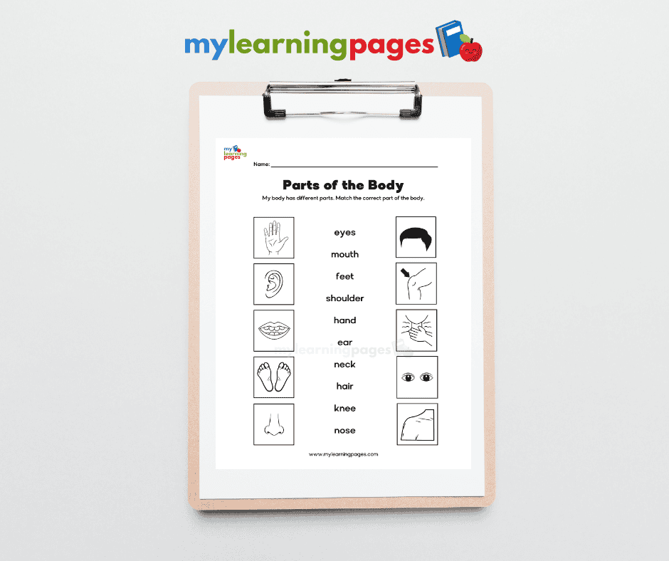 Parts of the body worksheets image 9