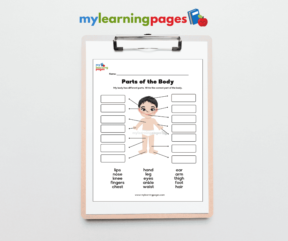 Parts of the body worksheets image 5
