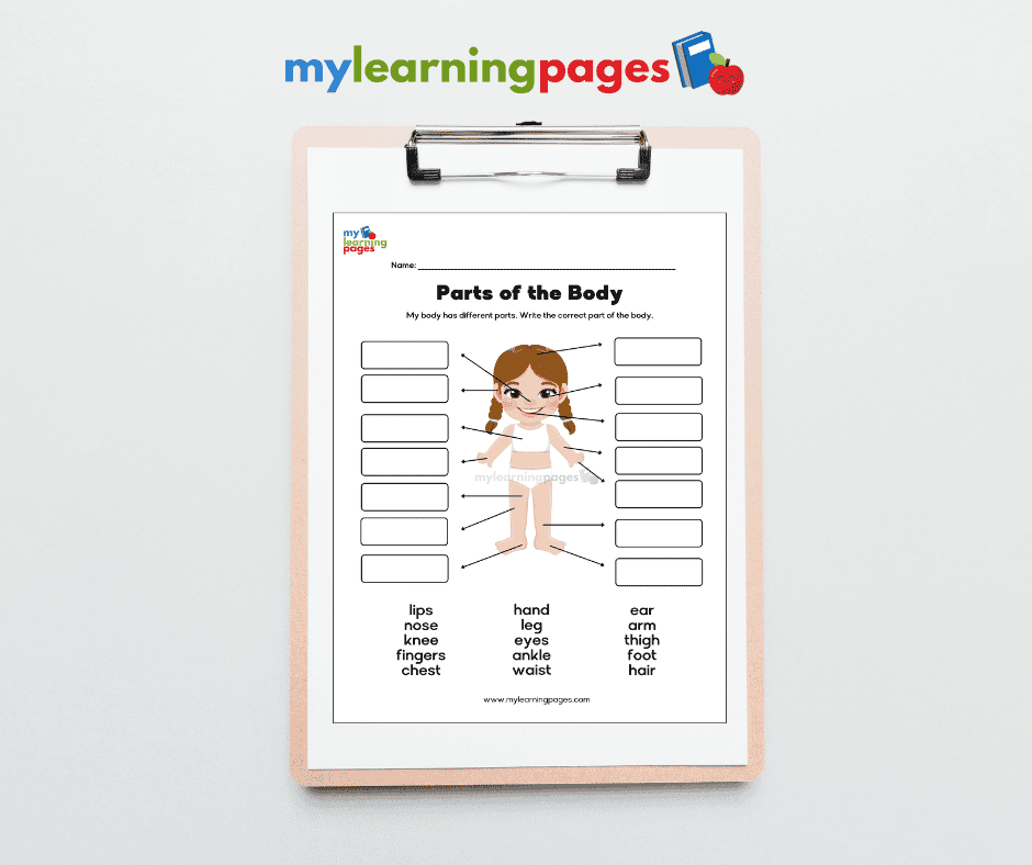 Parts of the body worksheets image 4