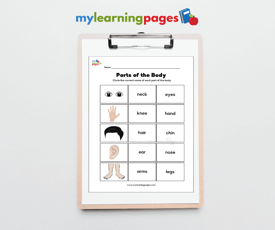 Parts of the body worksheets image 3