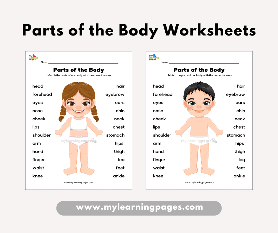 Parts of the body worksheets frame 1