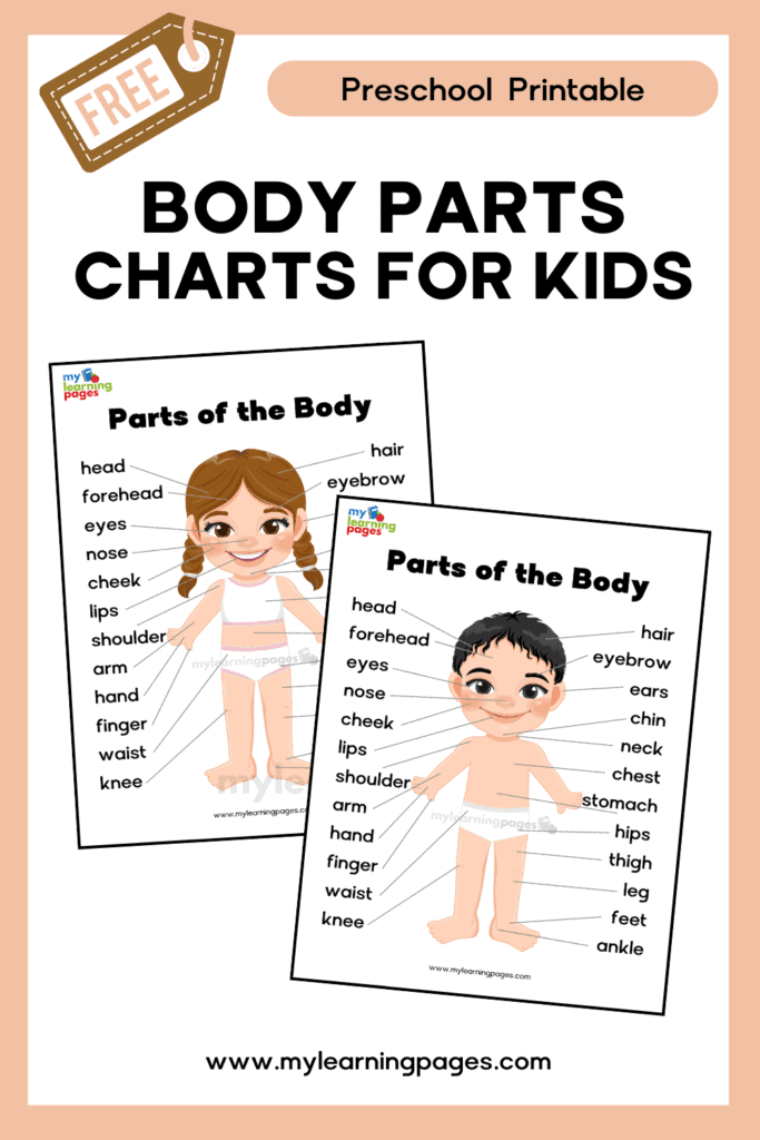 MLP BODY PARTS CHARTS PIN 1