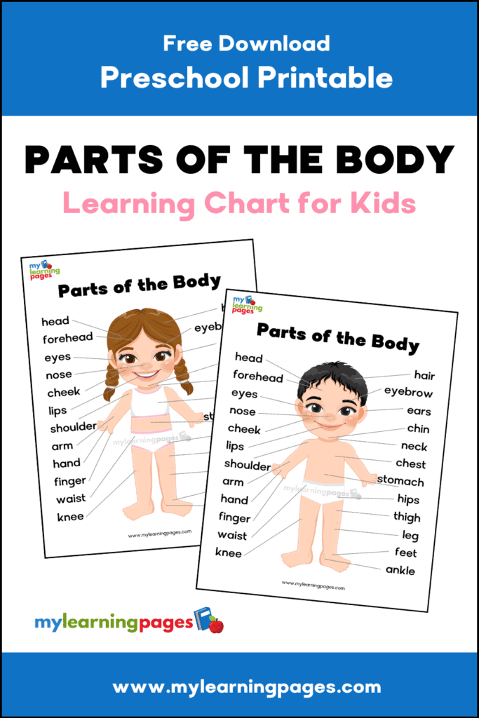 MLP BODY PARTS CHARTS PIN 2