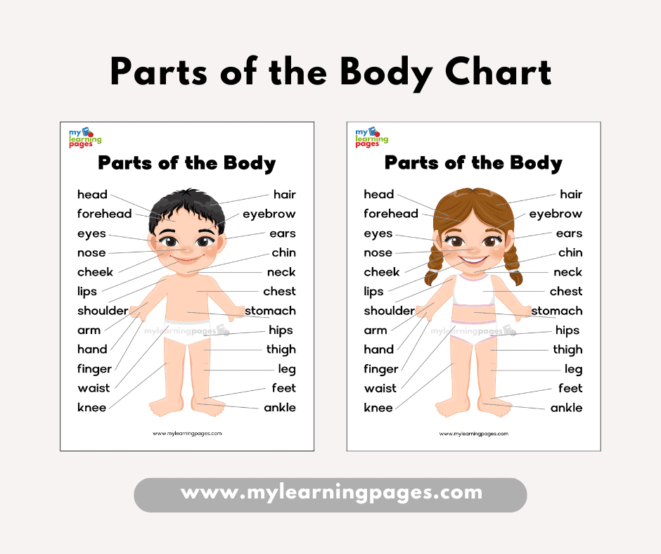 Parts of the Body chart