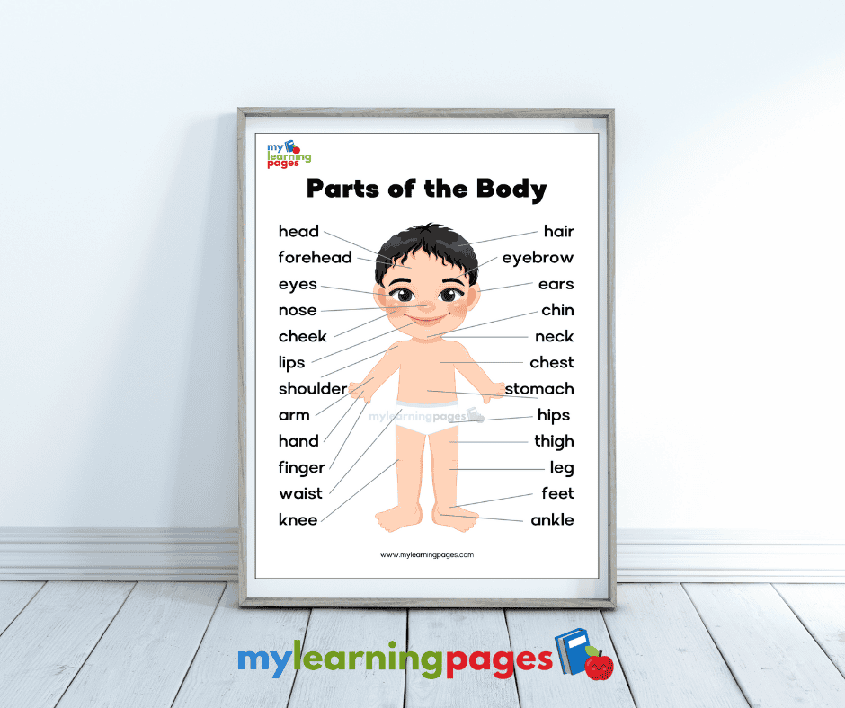 parts of the body image 1