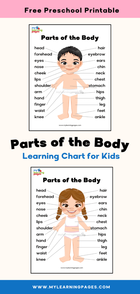 parts of the body pin 1