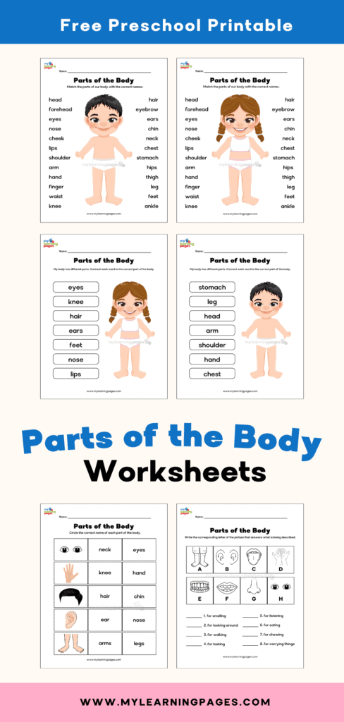 Parts of the body worksheets pin 1